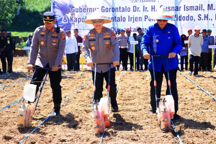 Kapolda Gorontalo Irjen Widodo Ikut Tanam Jagung, Dorong Ketahanan Pangan Daerah