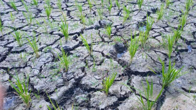 Petani Bone Bolango Terjepit Kemarau, Syamsir Desak Dinas Ketahanan Pangan Percepat Penanganan Krisis Air Sawah